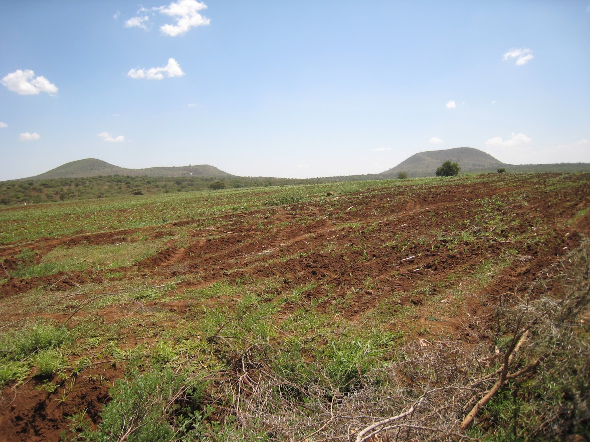 A sunny field covered in grass where a new school is planned to be built